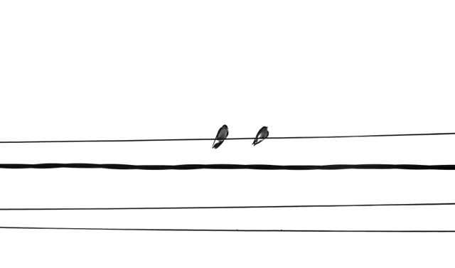 Musikalische Vögel